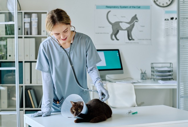 A vetrinarian examining a cat.